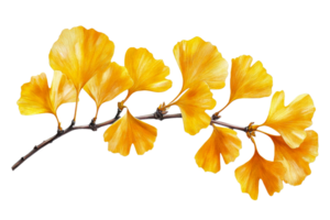 Yellow ginkgo leaves on a branch in autumn light png