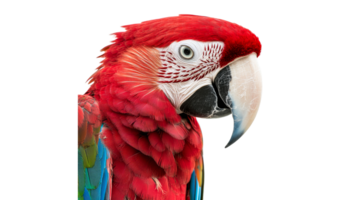 Close up of a bright red parrot png