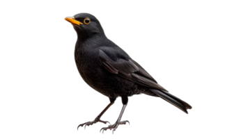 Blackbird perched on a branch with yellow eyes png