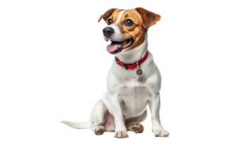 Happy dog with red collar sitting and smiling png