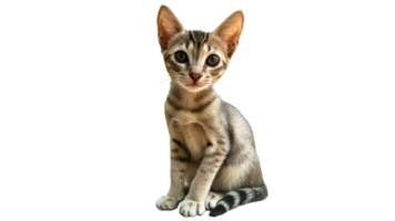 Playful kitten sitting quietly looking around png
