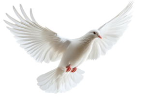 White dove in flight against a plain background png