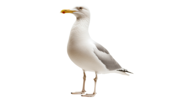 Seagull standing on a white background png