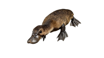 Unique characteristics of a platypus swimming png
