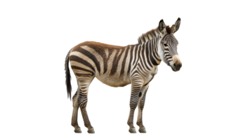 Unique zebra standing against a white background png