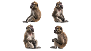 Focus on the four perspectives of a monkey png