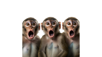 Monkeys displaying surprise with wide open mouths png