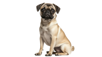 Pug sitting calmly on a white background png