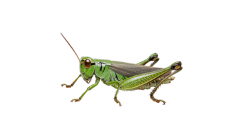 Close up view of a vibrant green grasshopper png