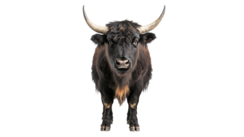 Black bull posing for a portrait in a studio png