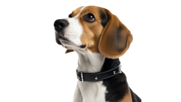 Beagle looking up with curious expression png