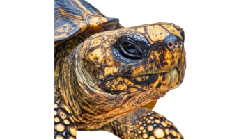 Tortoise close up with intricate patterns png