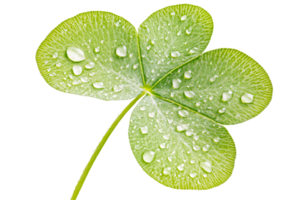 Close up view of a dewdrop covered clover leaf png