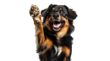 Happy dog with raised paw in studio png