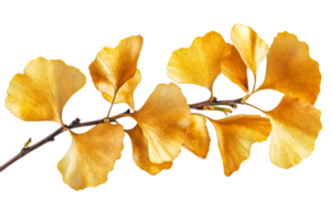 Golden ginkgo leaves in autumn png