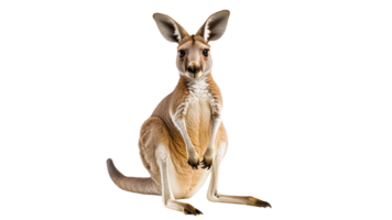 Kangaroo standing curiously in a bright setting png
