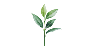 Green leaves on a branch, transparent backdrop png