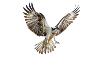 Osprey in flight over white background png