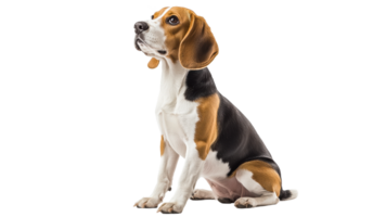 Beagle sitting patiently with curious expression png