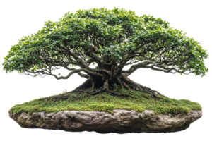 Bonsai tree on a stone base in natural setting png