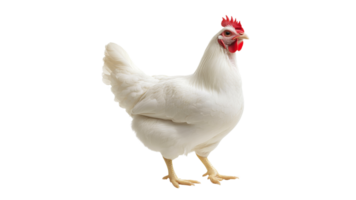 White chicken standing on transparent background png