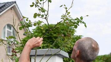pensioner takes care of rose that weaves along bars of a metal fence near the house, removes excess branches, performs scheduled pruning video