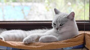 light gray scottish straight shorthair cat resting on plush towel hanging on windowsill, yawning lazily with mouth wide open and stretching with sweet satisfaction, carefree life concept, video