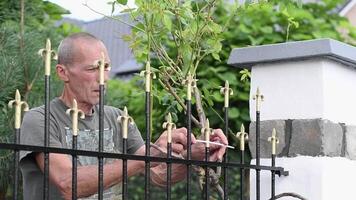 aged pensioner takes care of rose that weaves along the bars of a metal fence near the house, removes excess branches, performs scheduled pruning video