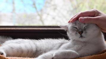 light gray scottish straight shorthair cat resting on plush towel in hammock on windowsill, owner stroking pet's head, kitten squinting and purring with pleasure, carefree life concept, video