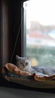 British shorthair cat licking herself thoroughly, gently licking and brushing her fur, lying on a soft orange blanket in a hanging hammock on a window, looking at the camera, vertical , video