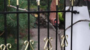 gardener takes care of a rose that weaves along the bars of a metal fence near the house, removes excess branches, performs scheduled pruning video