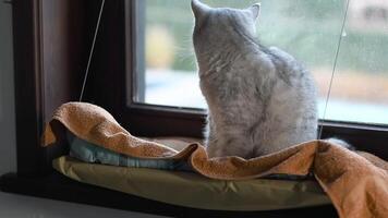 Cat sitting on windowsill in cozy hanging hammock against window background, relaxation and home comfort concept, looks out window with curiosity, video