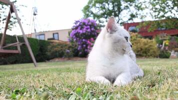 White british shorthair cat enjoys playtime in a vibrant garden. Batting and chasing a feather toy attached to a string. Showcasing its playful nature amidst colorful rhododendrons and lush greenery video