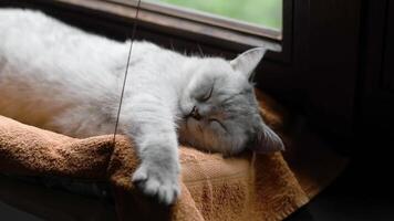 light gray scottish straight shorthair cat resting on orange towel in hammock on windowsill stretching with pleasure and sleeping with peaceful satisfaction, carefree life concept, video
