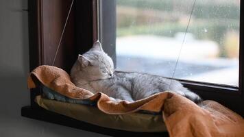 Scottish Straight Shorthair cat licks herself thoroughly, gently and carefully combs and brushes her fur on her back, lying on a soft orange blanket in a hanging hammock on window, video