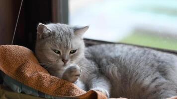 Cat sleeping on windowsill in cozy hanging hammock against window background, relaxation and calmness concept, licking fur before bed, kitten maintaining hygiene, looking at camera, licking paw video