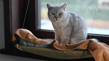 Cat sits on windowsill in cozy hanging hammock against window background, relaxation and home comfort concept, looks at camera and out window, video