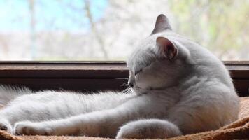 light gray scottish straight shorthair cat resting on plush towel in hammock on windowsill, licking back and looking out window, carefree life concept, video