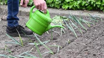 gardener waters leek seedlings from a green watering can planted in holes in even rows on fertile soil, promoting plant growth and practicing organic gardening, video