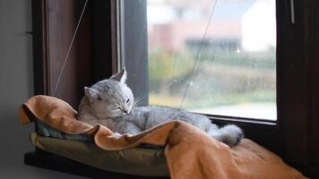 British Shorthair cat carefully licks itself, gently and carefully combing and brushing its fur on its back, lying on soft orange blanket in a hanging hammock on the window, and looks out the window, video