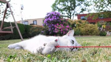 White cat playfully interacting with red string toy, rolling across verdant garden lawn, displaying characteristic feline energy and joy during sunny summer day video