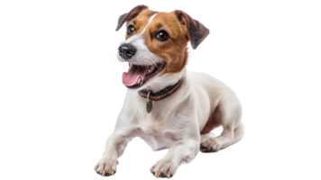 Joyful dog lying with a happy expression indoors png