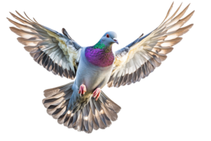 Vibrant pigeon soaring against a white backdrop png