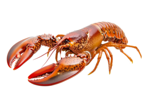 Colorful lobsters with big claws on display png