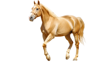 Golden horse running gracefully in an open area png