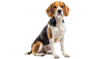 Beagle sitting calmly against a white background png