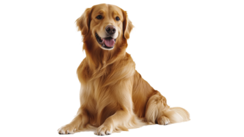 Golden retriever sitting with a happy expression png