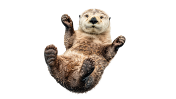 Playful otter floating on its back in water png