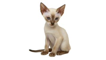 Cute Siamese kitten sitting calmly indoors png