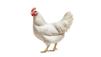 White chicken standing on a white background png